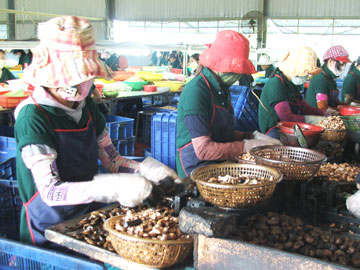 Năm 2011, Công ty TNHH Chế biến hạt điều Sao Việt (huyện Vạn Ninh) đã nhận được hỗ trợ từ nguồn kinh phí khuyến công quốc gia.