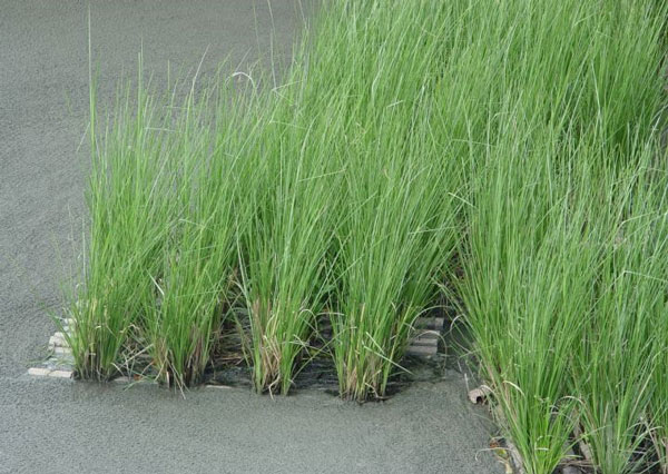 Sử dụng cỏ Vertiver để xử lý nước thải hiệu quả
