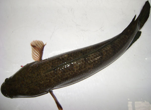 Dùng thức ăn công nghiệp nuôi cá lóc thương phẩm