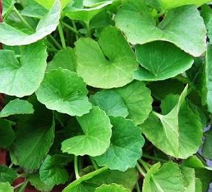 Rau má - Một dược thảo rất quý