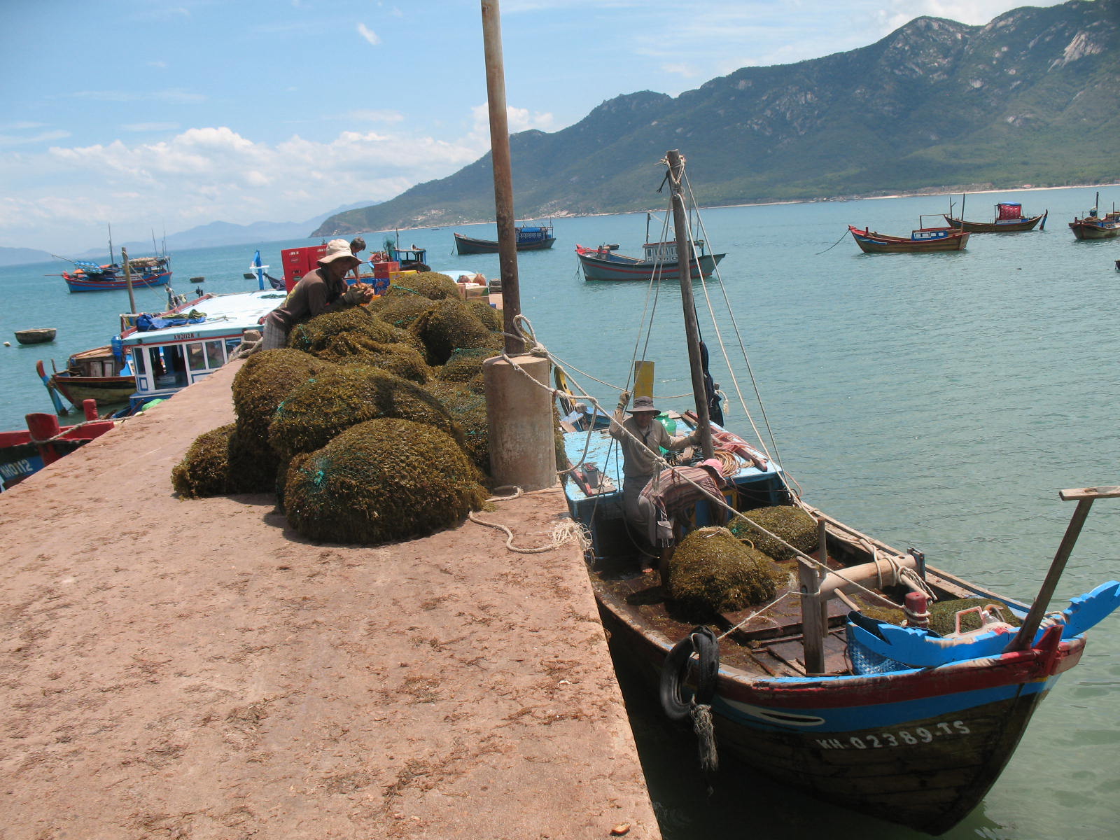 dân phơi rong mơ dọc bờ biển Nha Trang.