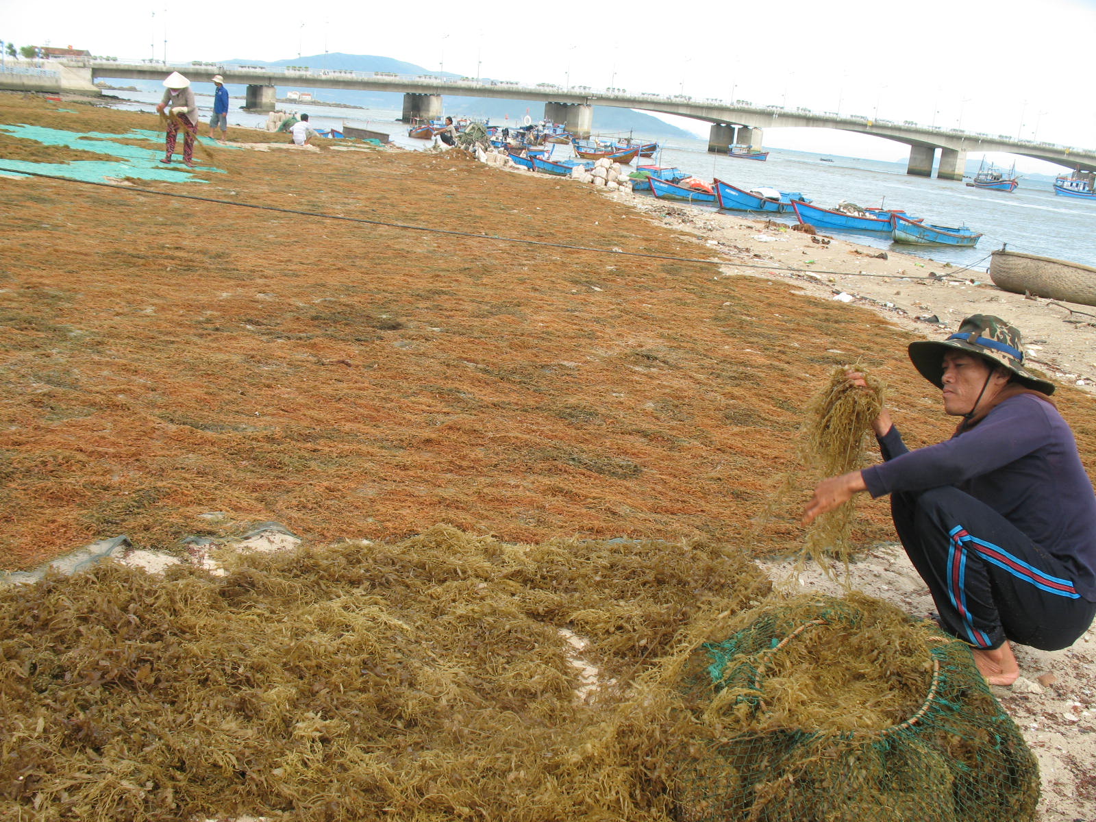 Người dân phơi rong mơ dọc bờ biển Nha Trang.