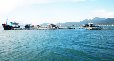 Tôm hùm rớt giá, người nuôi lao đao