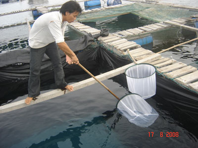 Sản xuất đại trà giống cá hồng bạc: Gặp khó khăn