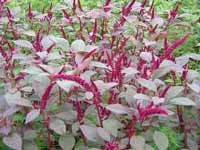 Rau dền ngăn ngừa ung thư ruột già