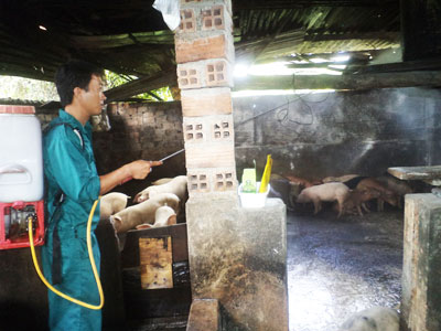 Ngăn chặn dịch heo tai xanh tái phát