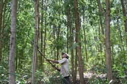 Giảm phát thải khí nhà kính thông qua nỗ lực hạn chế mất rừng, suy thoái rừng