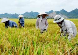 Ngân sách Nhà nước hỗ trợ 500.000 đồng/ha/năm cho tổ chức, hộ gia đình, cá nhân sản xuất lúa trên đất chuyên trồng lúa nước - Ảnh minh họa