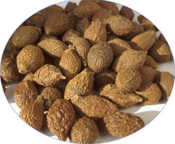 Lười ươi Trường Sơn