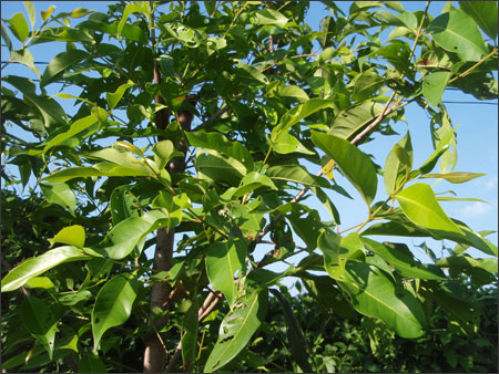 Lá vối - nước giải khát và thuốc chữa bệnh