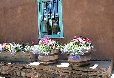 Chữa ung nhọt bằng cây tầm xuân