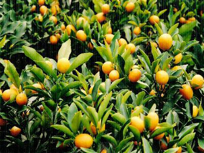 Thuốc từ trái Tắc