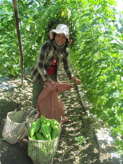 Trồng khổ qua Sumo cho năng suất cao