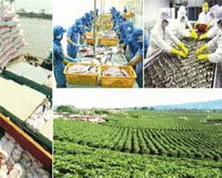 Không chi hoa hồng quá 20% doanh thu phí bảo hiểm nông nghiệp