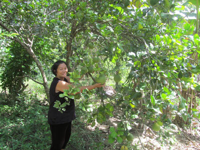 Giống bưởi Thanh Trà đi vào quên lãng