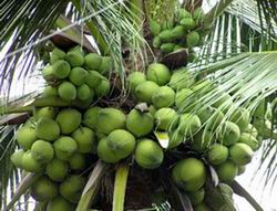 Giảm thuế xuất khẩu dừa quả xuống 0%