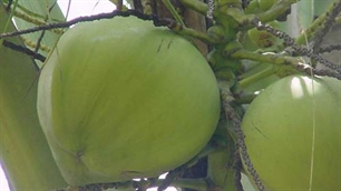 Giảm thuế xuất khẩu dừa quả xuống 0%