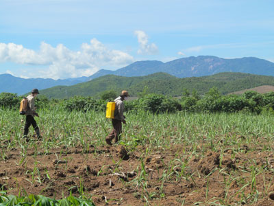 Cây mía lên đồi