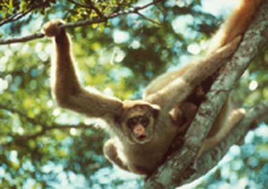 Ngút ngớt - Món ăn ưa thích của loài khỉ, vị thuốc của loài người