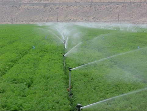 Ứng dụng công nghệ tưới phun mưa tại đảo Lý Sơn