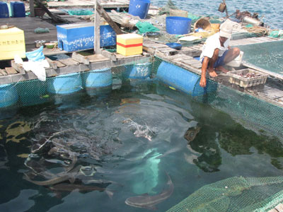 Một bè nuôi cá bớp trên vịnh Nha Trang