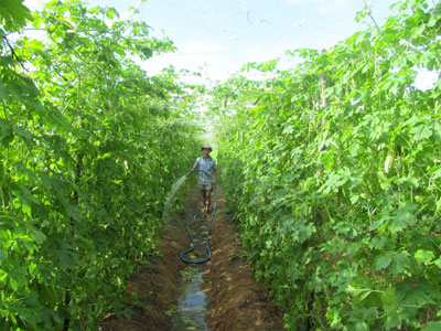 Tổ dân phố Tân Kiều với cách trồng hoa màu trái vụ