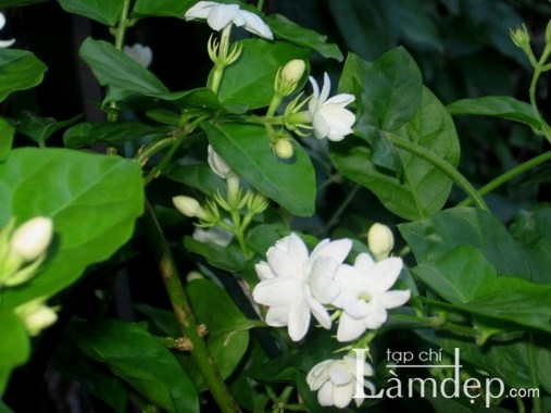 Da trắng sáng, láng mịn nhờ… hoa