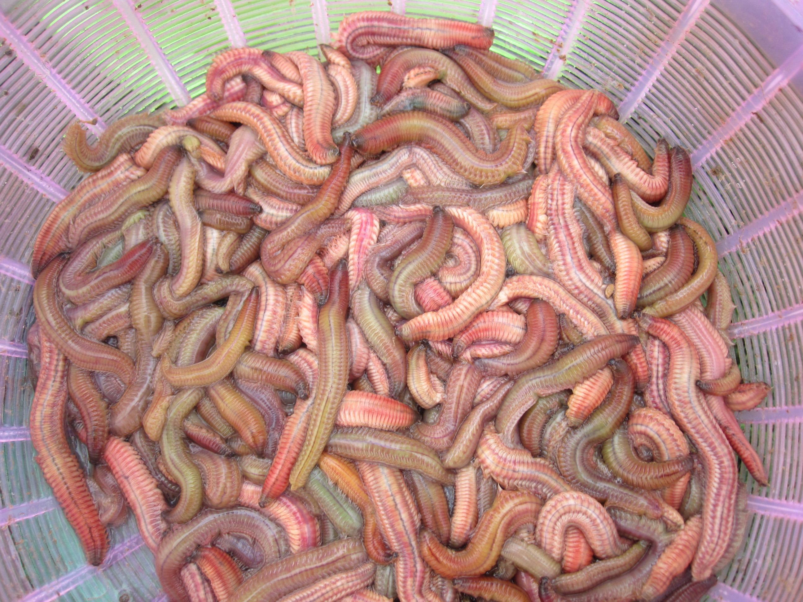 Rươi và vỏ quýt - Sự phối hợp tài tình giữa thức ăn, gia vị và vị thuốc