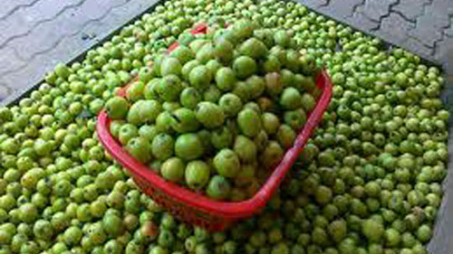 Công bố 10 đặc sản trái cây Việt Nam có giá trị kinh tế cao