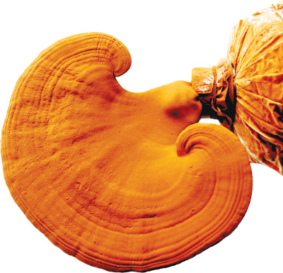 Tác dụng của Nấm linh chi Genki và một số cách chế biến