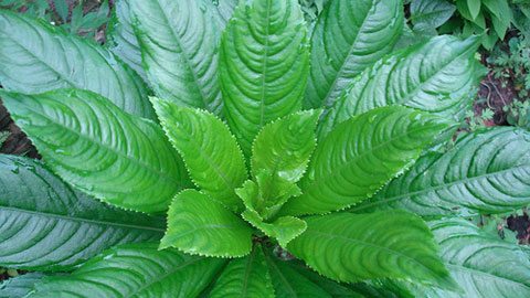 Lá xương sông - Bài thuốc hay chữa ho, viêm họng