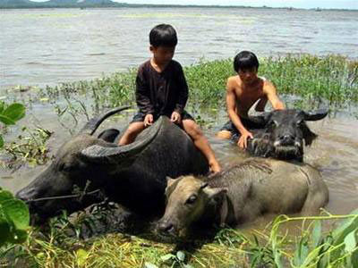 “Chuyện của Pao”, “Mùa len trâu” là 2 bộ phim đầu tiên trong seri phim đặc sắc của điện ảnh Việt Nam vừa được trình chiếu trên sóng VTV1 vào hai tối Chủ nhật đầu tháng 8.