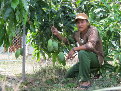 Anh Phan Xuân Vương Quốc bên vườn xoài đang mùa thu hoạch.