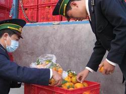 Kiểm dịch thực vật quả tươi, cây, cỏ trước khi nhập khẩu