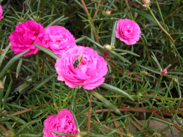 Chữa viêm họng bằng hoa mười giờ