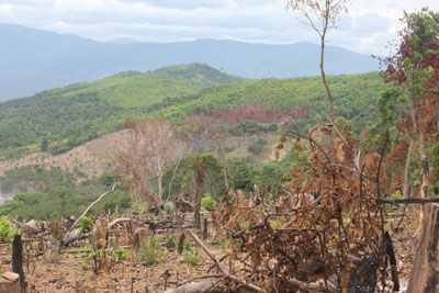 Khánh Hòa chưa để xảy ra cháy rừng