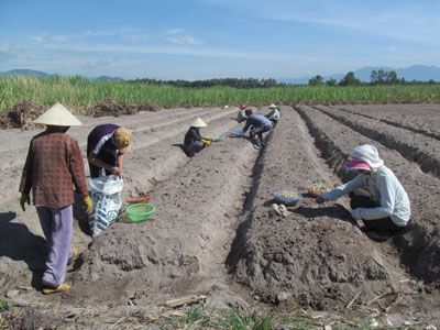 Nắng hạn kéo dài làm thiếu nước đã gây khó khăn cho việc xuống giống mùa kiệu Tết năm 2013. Cùng với giá kiệu áp Tết năm ngoái rớt mạnh, nông dân trồng kiệu năm nay có vẻ đang chùn bước…