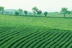 Rà soát hiện trạng đất công ty nông, lâm nghiệp