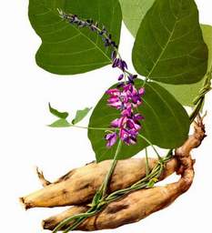 Thuốc từ rễ sắn dây