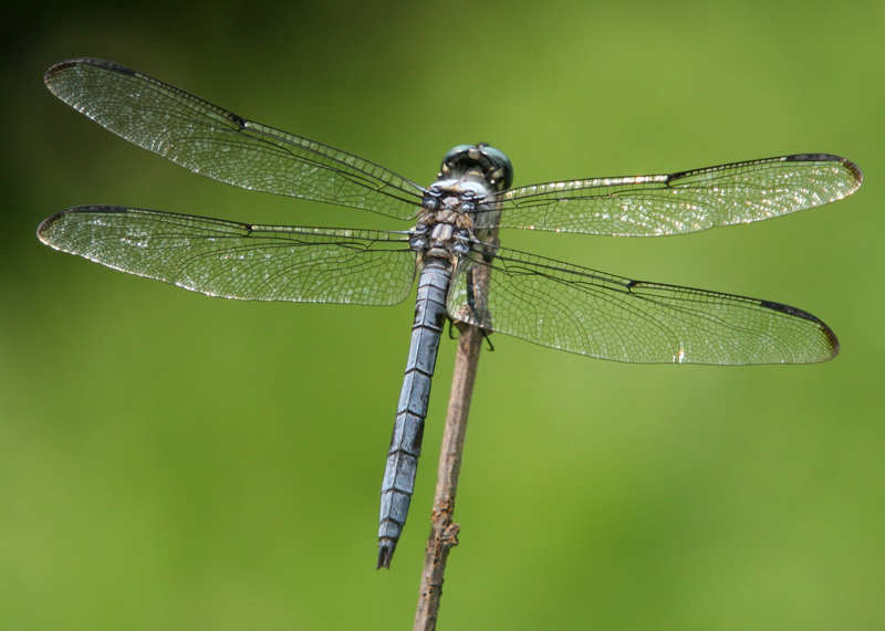 Chuồn chuồn làm thuốc