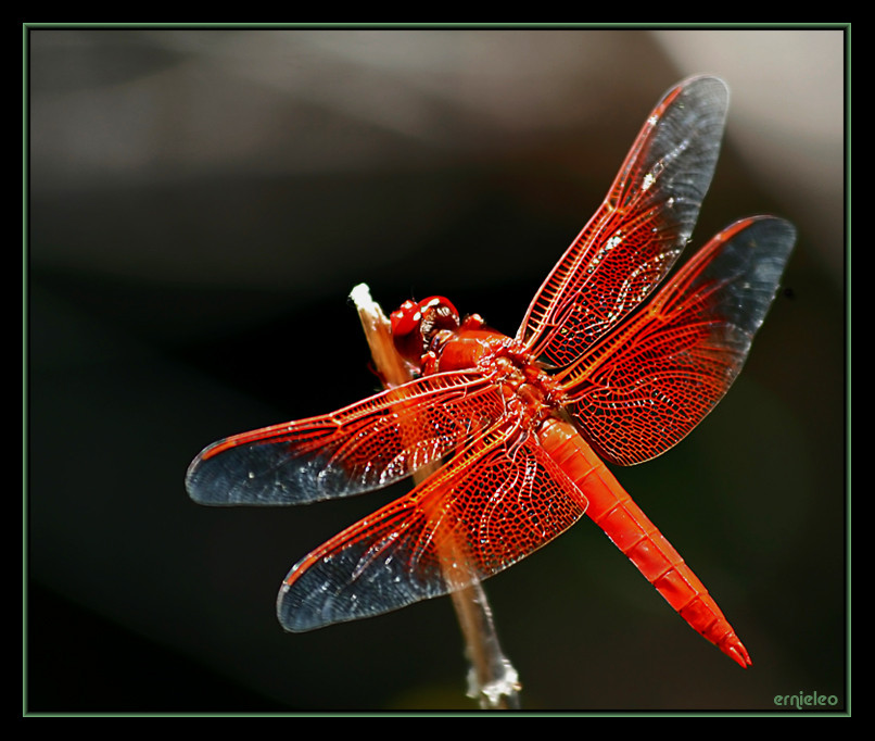 Xích thanh linh, tên khoa học là Crocothemis servillia (Drury), vị ngọt, tính hơi lạnh, có công dụng bổ thận ích tinh, trấn thống bổ huyết, nhuận phế chỉ khái...