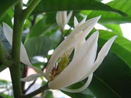 Cách dùng hoa ngọc lan chữa bệnh