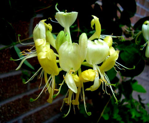 Đông y trị bệnh mề đay