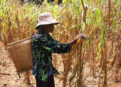 Khô hạn bất thường, cây cối chết héo