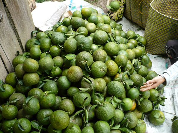 Tuyên Quang bảo tồn và phát triển giống cam sành