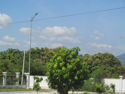 60% số cây xoài tiếp tục ra hoa trái vụ