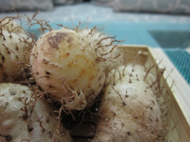 Củ từ giải độc