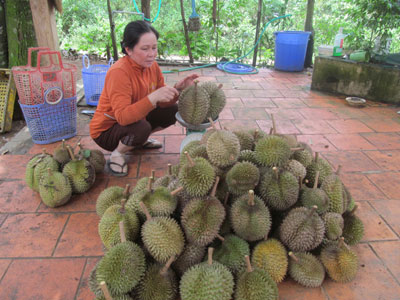 Năm nay, sầu riêng Khánh Sơn có sản lượng thấp do mất mùa.