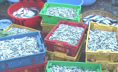 Dồi dào nhưng chất lượng không cao