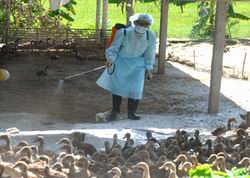 Tháng vệ sinh, tiêu độc khử trùng môi trường chăn nuôi từ 1-10